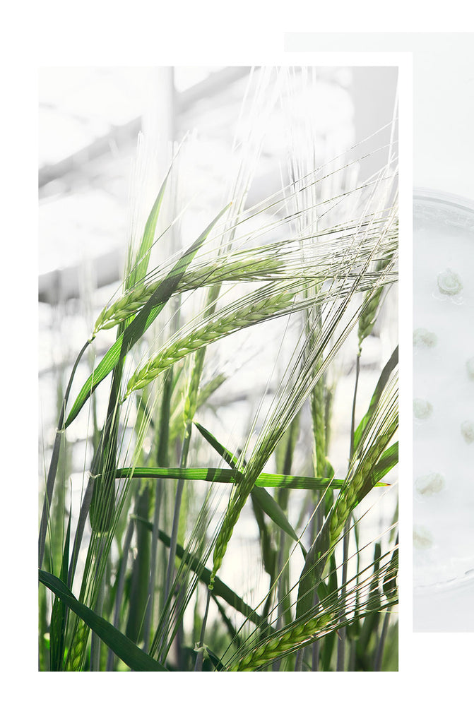 Green Icelandic Plants Used to Create Epidermal Growth Factor
